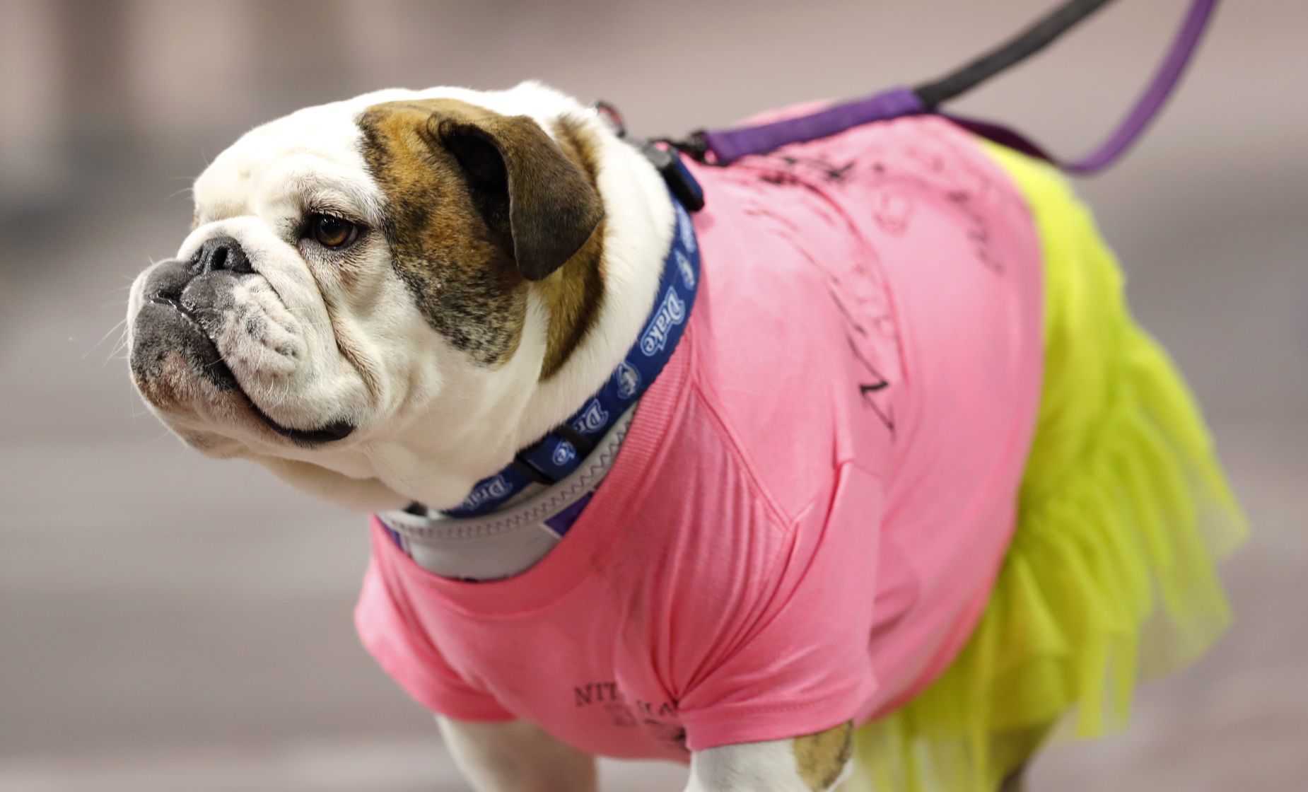 042617AP--Drake-Beautiful-Bulldogs-19